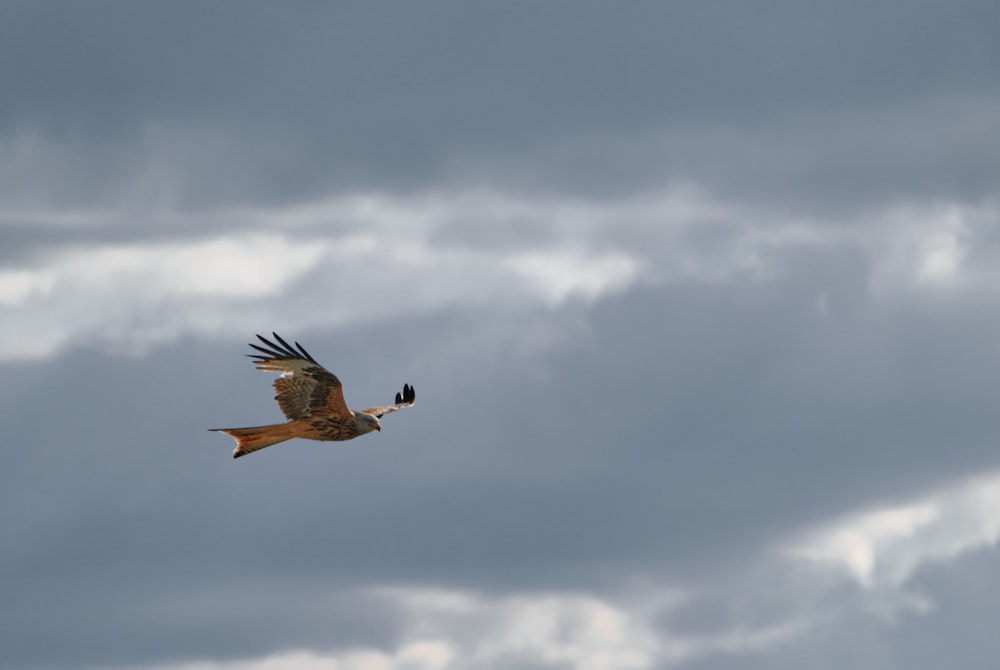 Brauner Vogel, der tagsüber unter weißen Wolken fliegt