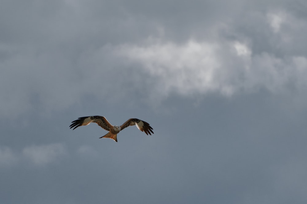 brown and white bird flying under white clouds during daytime