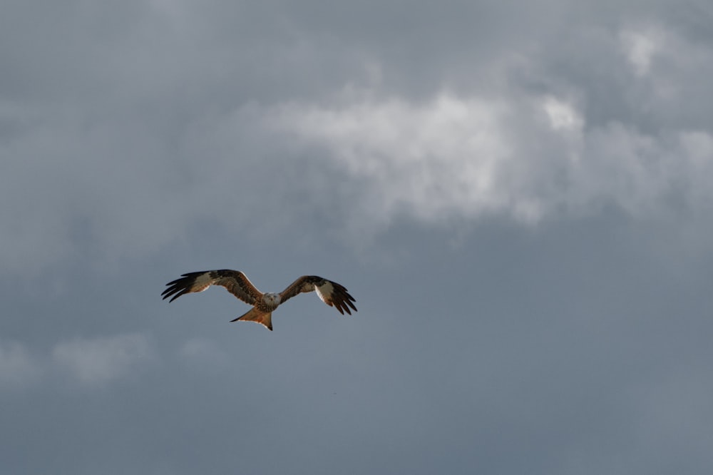 Pájaro marrón y blanco volando bajo nubes blancas durante el día