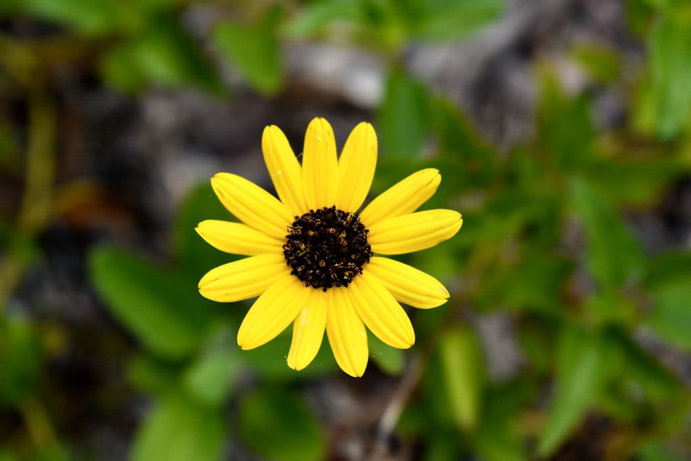 yellow flower in tilt shift lens