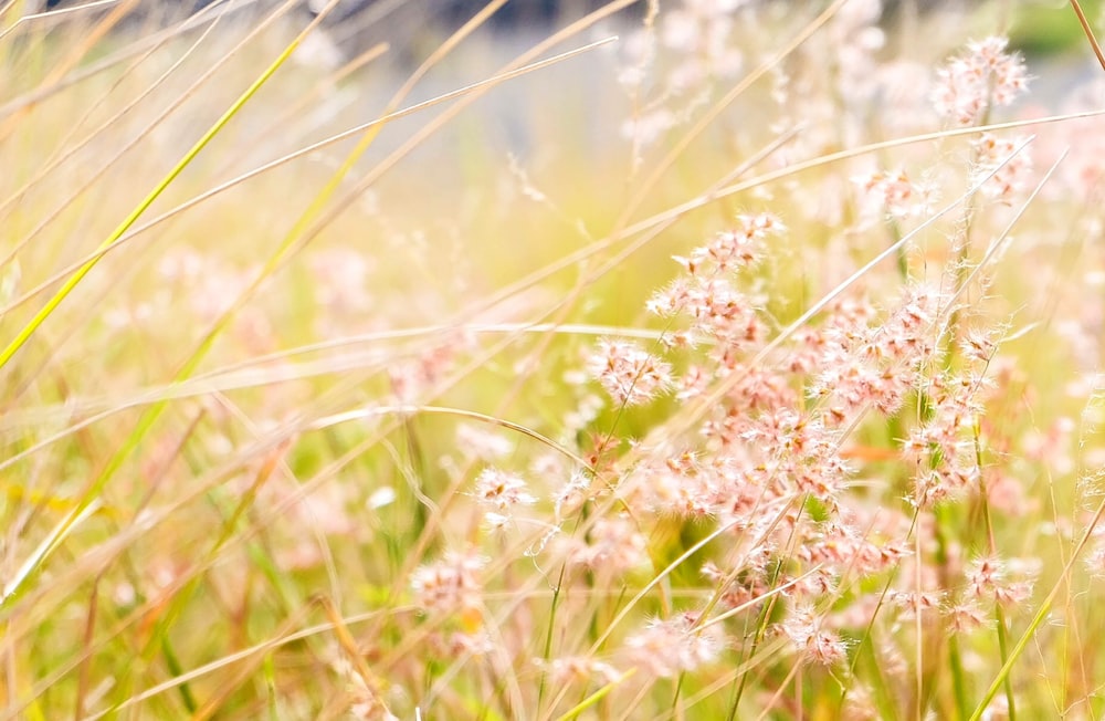 white and green grass during daytime