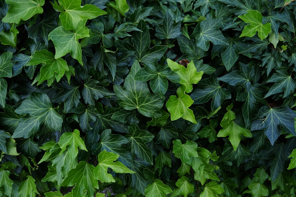 green leaves plant during daytime