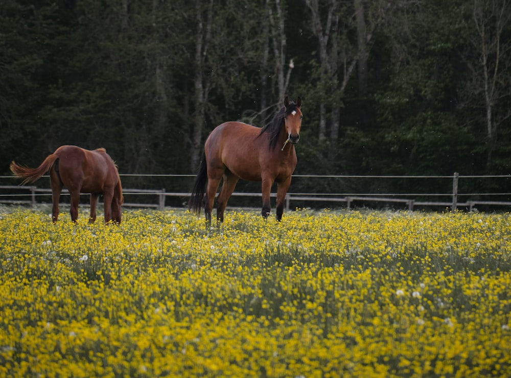 brown horse on yellow flower field during daytime