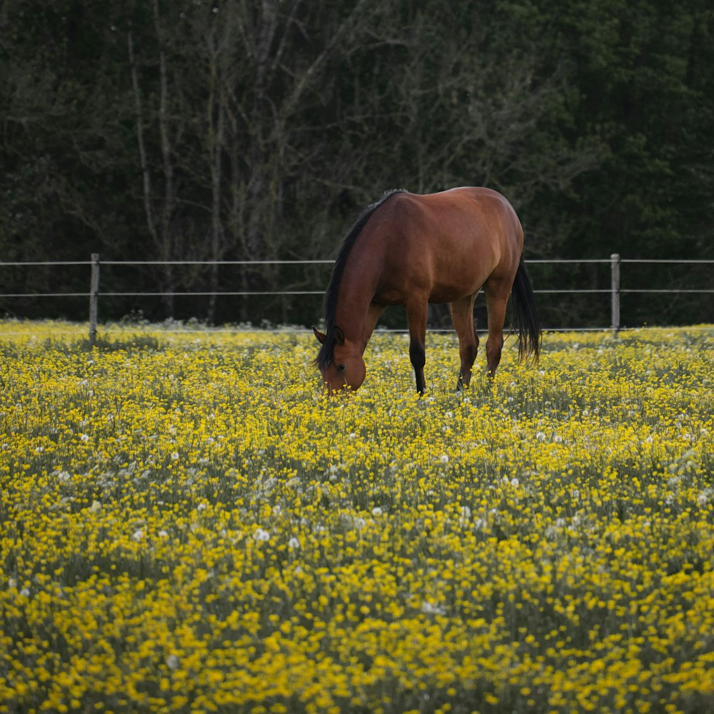 brown horse on yellow flower field during daytime