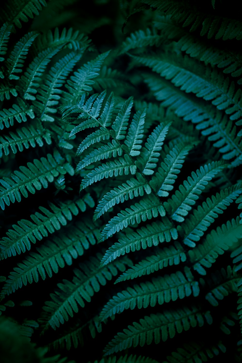 Plante de fougère verte en photographie rapprochée