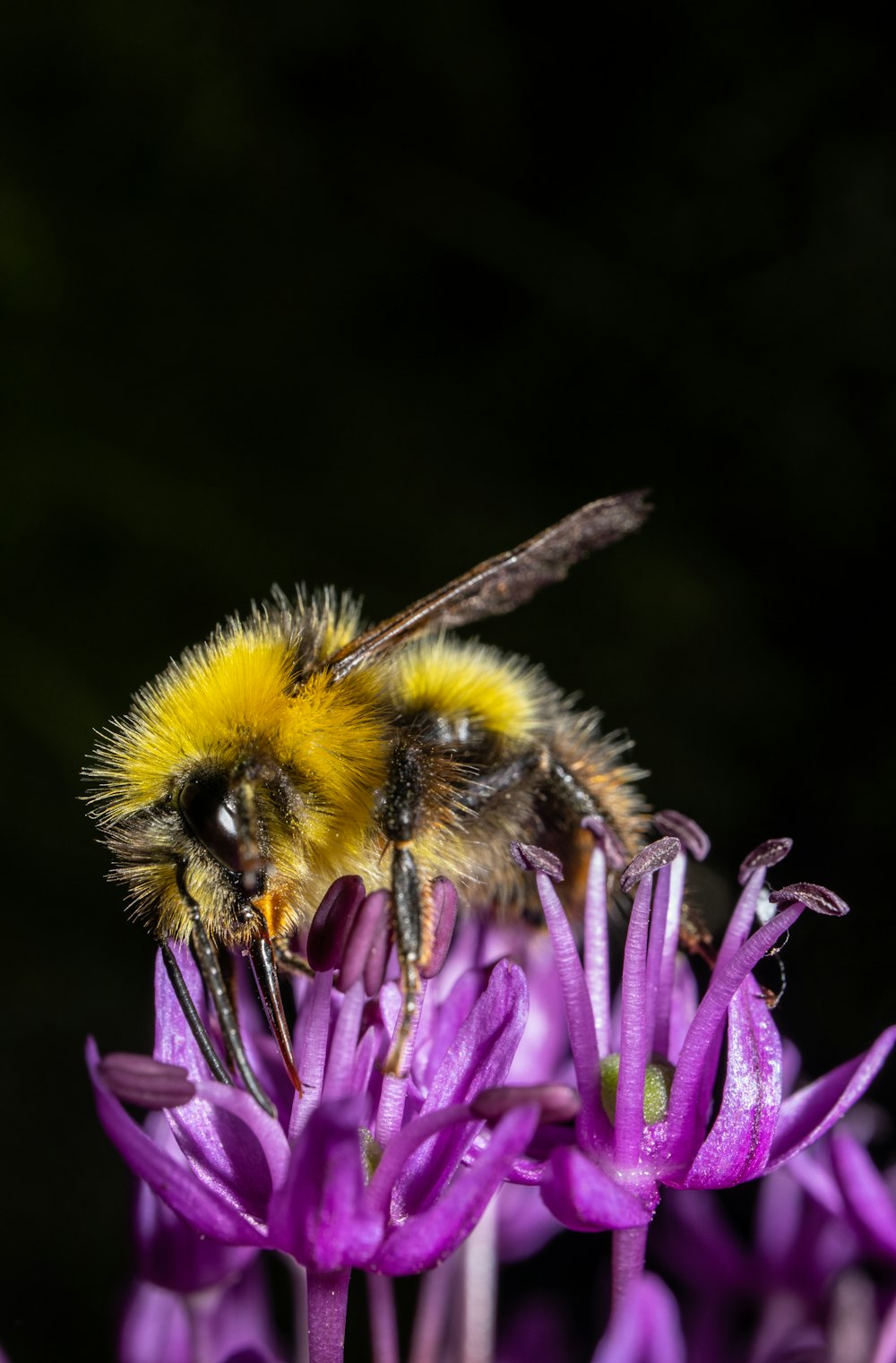 black and yellow bee on purple flower