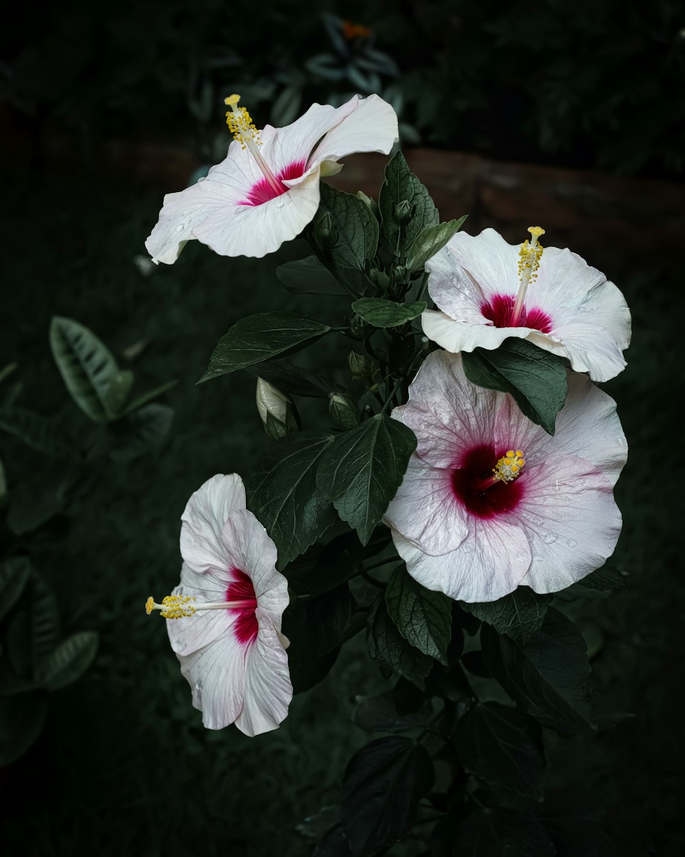 white and pink flower in close up photography