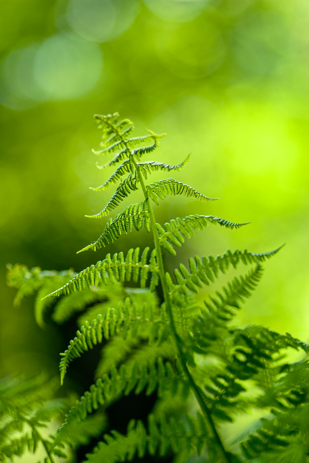 green fern plant in close up photography