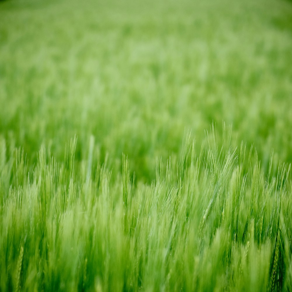 campo in erba verde durante il giorno