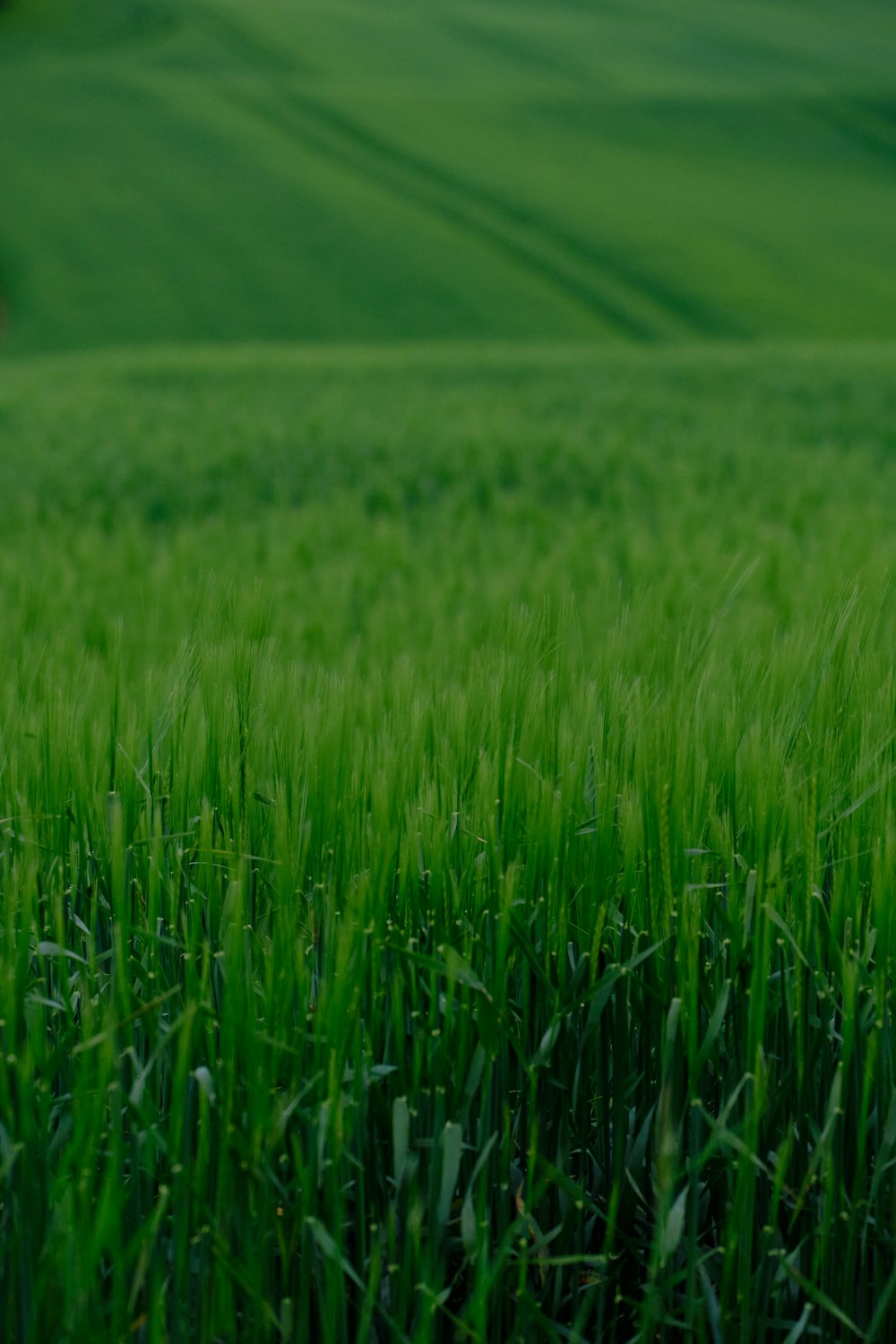 green grass field during daytime