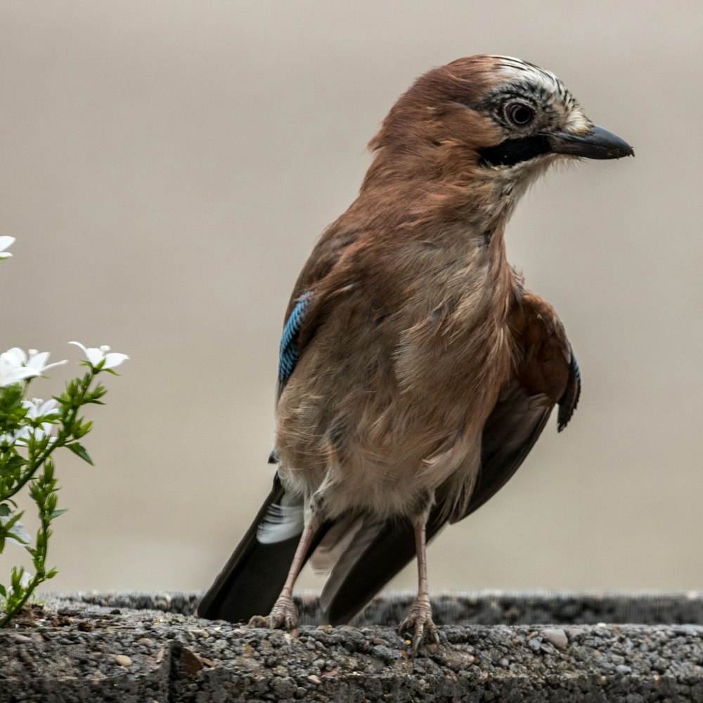 brown and blue bird on gray concrete surface