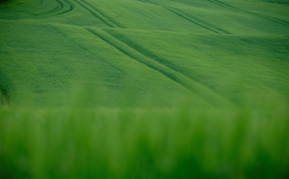 green grass field during daytime