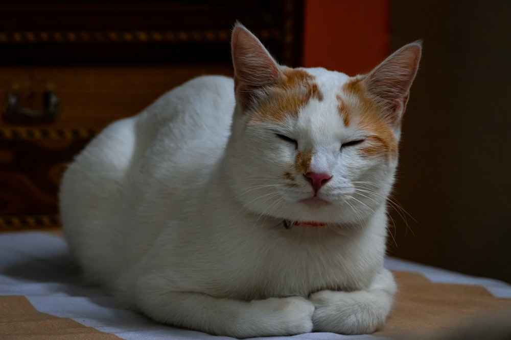 white and orange cat lying on white textile