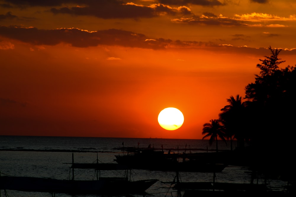 silhouette of trees near body of water during sunset