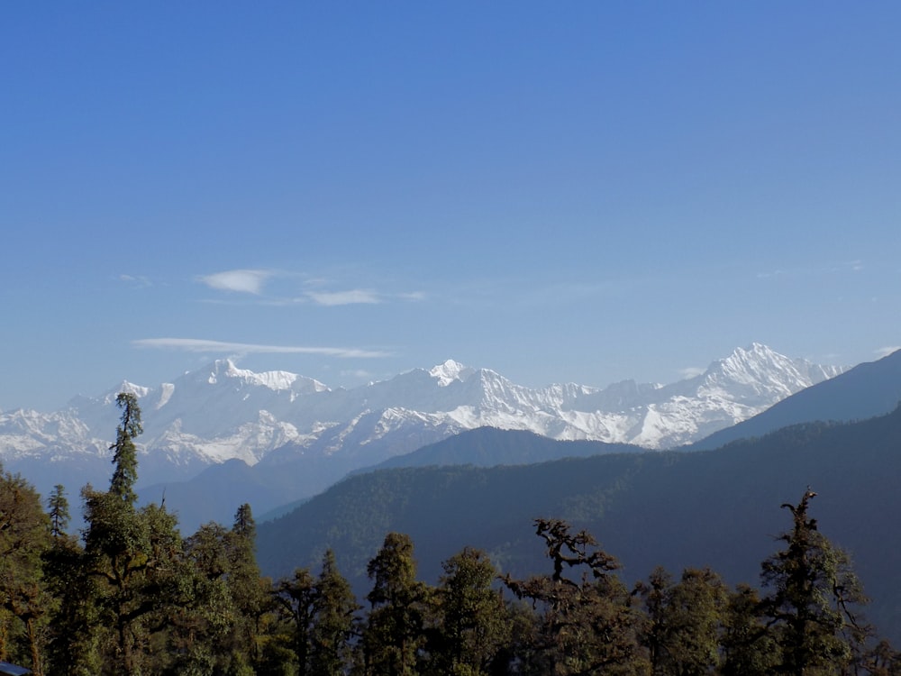 green trees near snow covered mountain during daytime