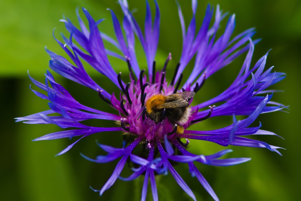 purple flower in macro lens