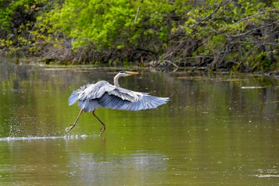 gray bird on body of water during daytime