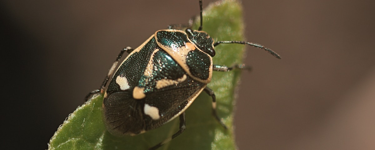 Bug on a leaf