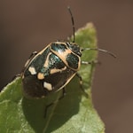 Bug on a leaf