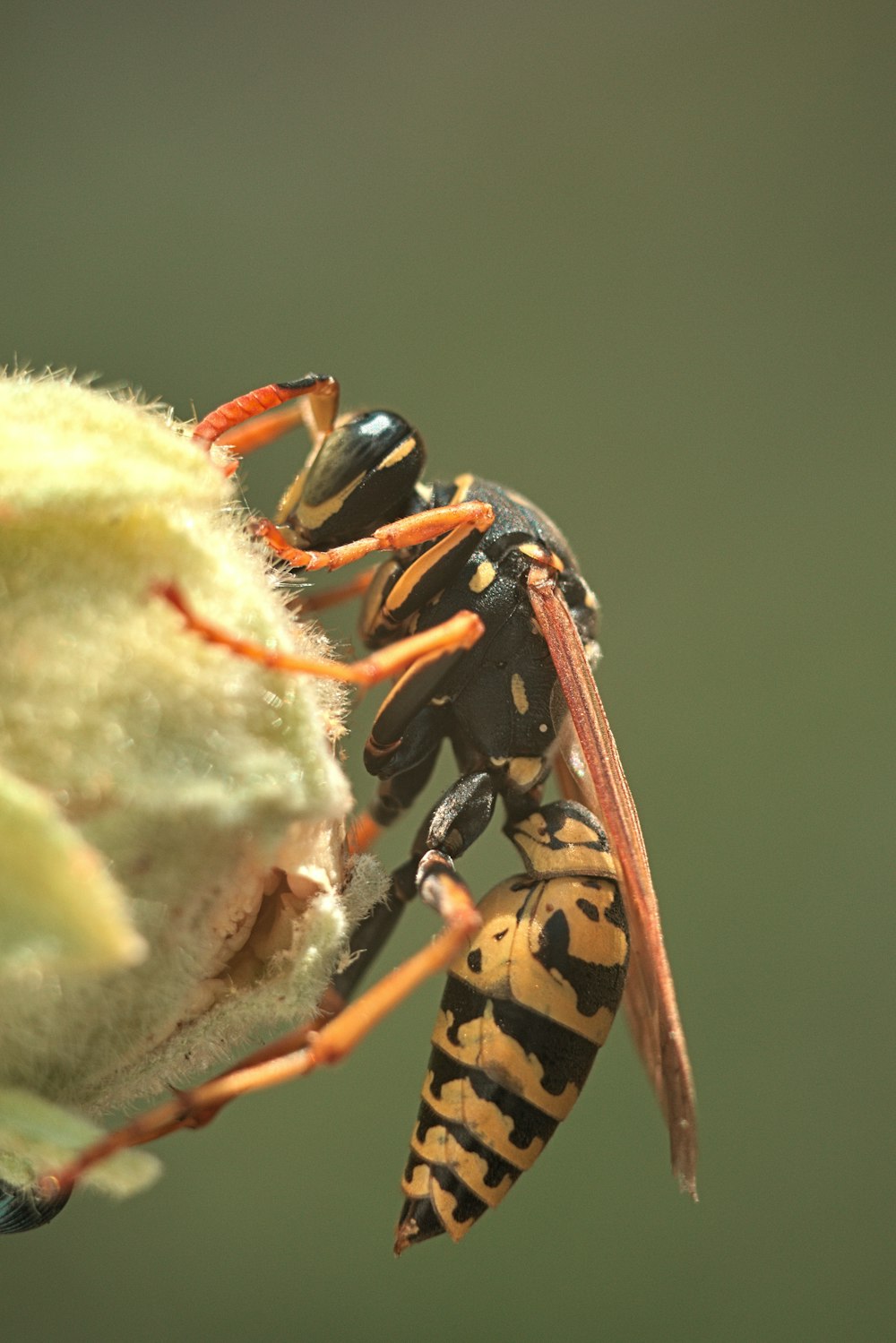 black and yellow wasp on white flower