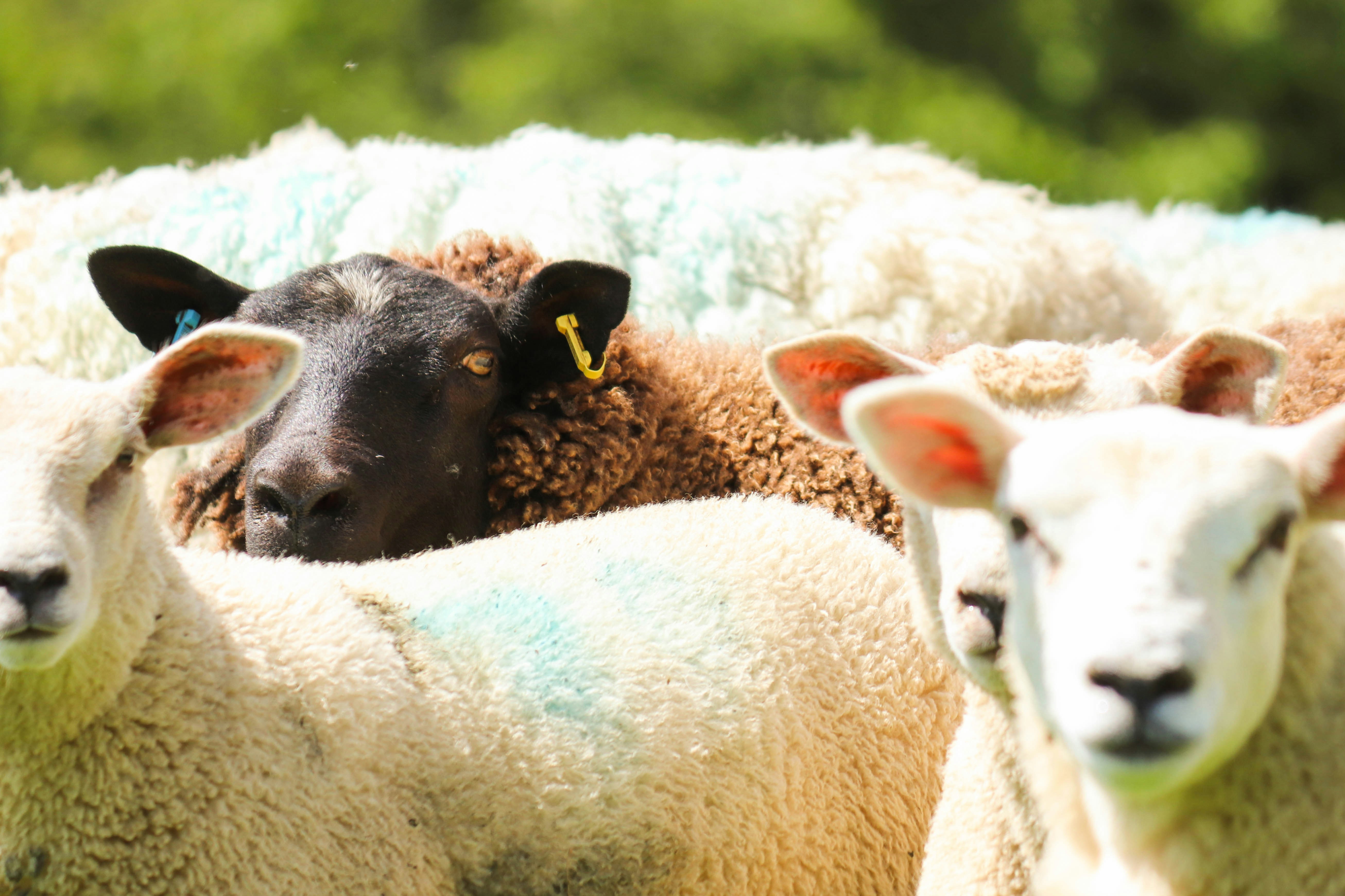 white and black sheep on white textile, A black sheep surrounded by white sheep.