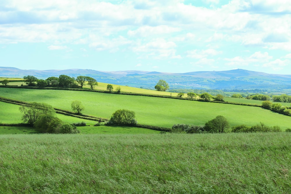 green grass field under blue sky during daytime