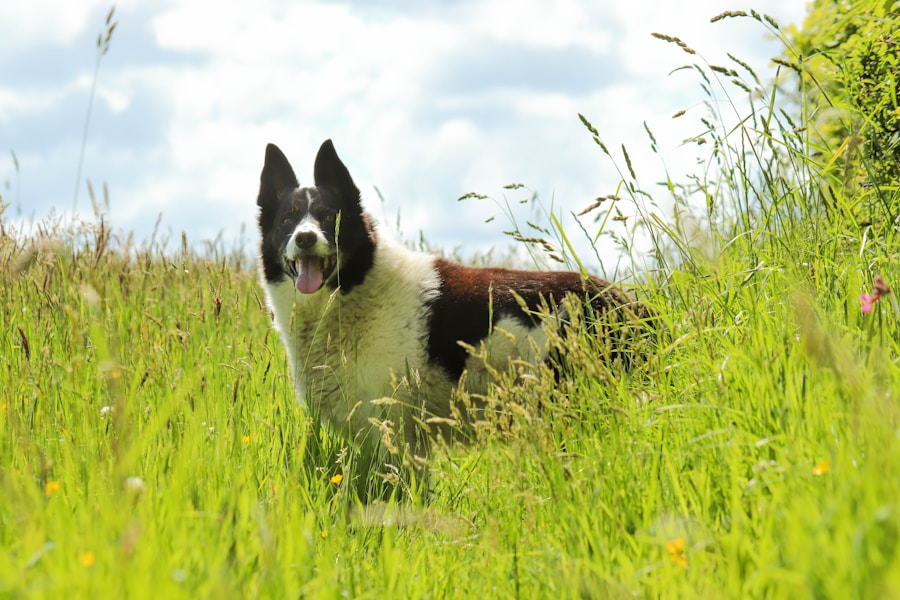 Grass Seeds in Dogs: The Hidden Summer Danger Every Owner Should Know