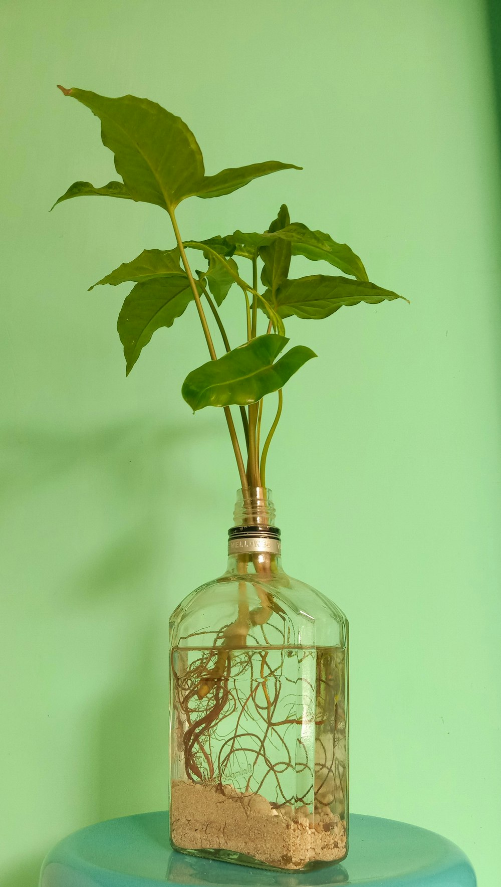 green plant in clear glass bottle