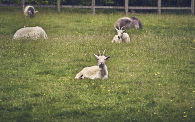 A group of content goats resting near a rustic fence, looking curiously at the camera.