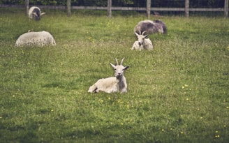 A group of content goats resting near a rustic fence, looking curiously at the camera.