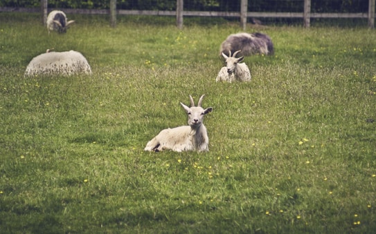 A serene field with several goats resting and grazing on grass. The foreground features a goat lying down and looking directly at the camera. Other goats are scattered in the background on a lush, green pasture with hints of yellow wildflowers. A wooden fence encircles the field, and dense greenery is visible behind the fence.