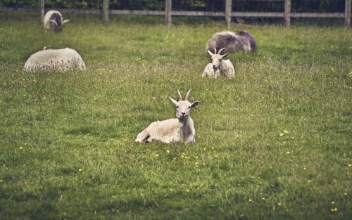A serene field with several goats resting and grazing on grass. The foreground features a goat lying down and looking directly at the camera. Other goats are scattered in the background on a lush, green pasture with hints of yellow wildflowers. A wooden fence encircles the field, and dense greenery is visible behind the fence.