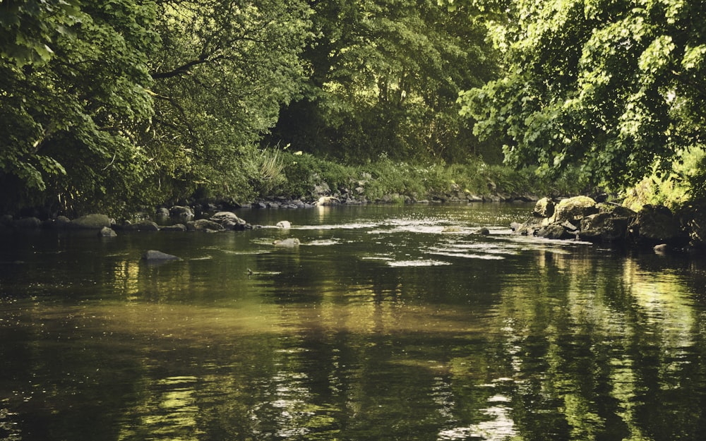 green trees beside river during daytime