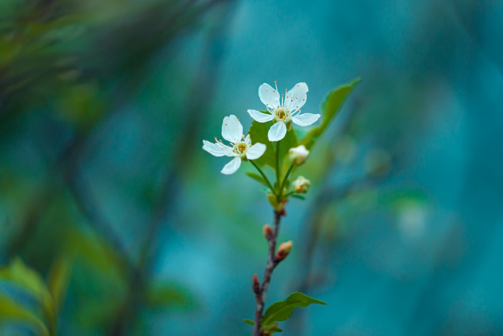 white flower in tilt shift lens