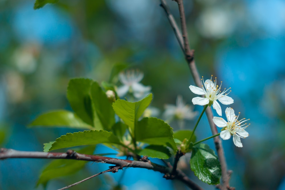 white flower on brown stem