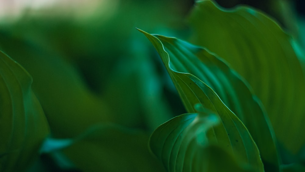 green leaf in macro lens