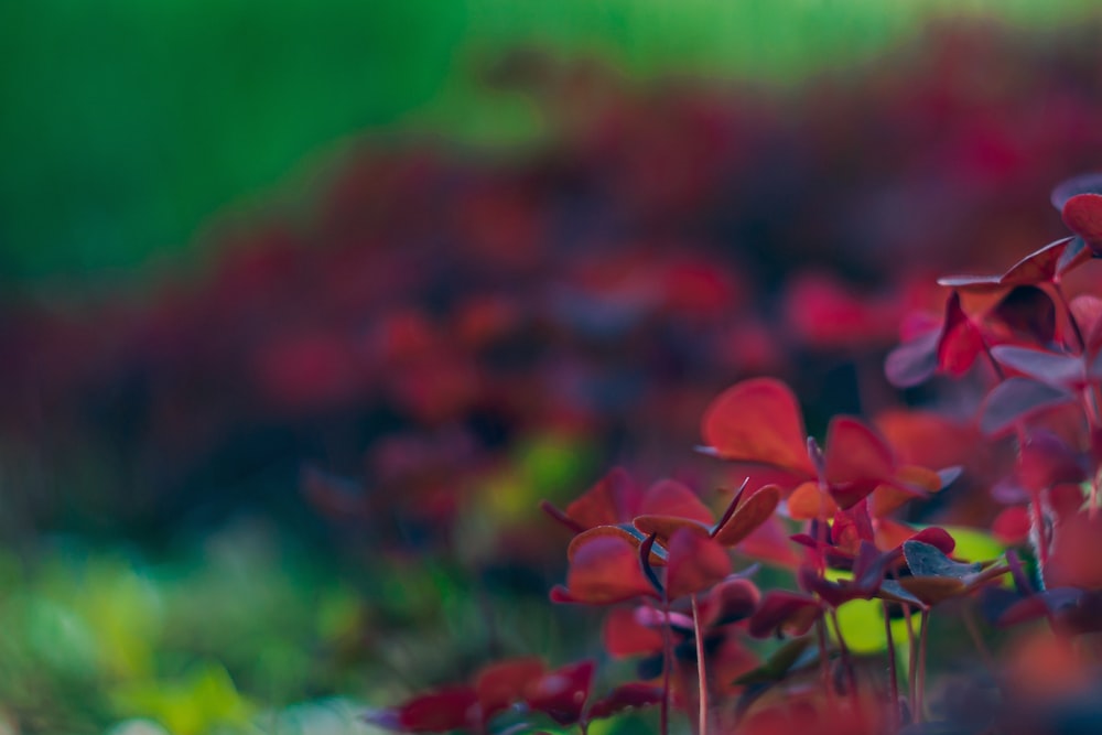 fleurs rouges à feuilles vertes