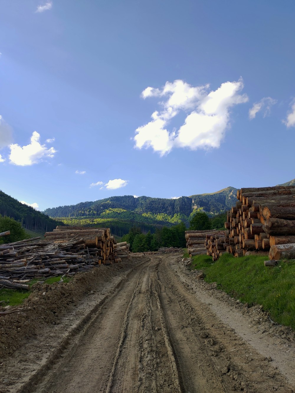 a dirt road next to a pile of logs