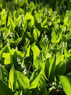 A serene green herbal field with sunlight filtering through leaves.