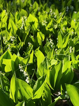 A serene green herbal field with sunlight filtering through leaves.
