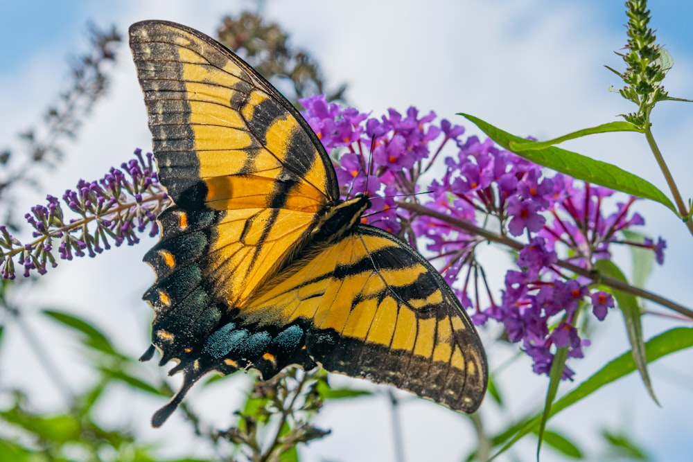 yellow and black butterfly perched on pink flower