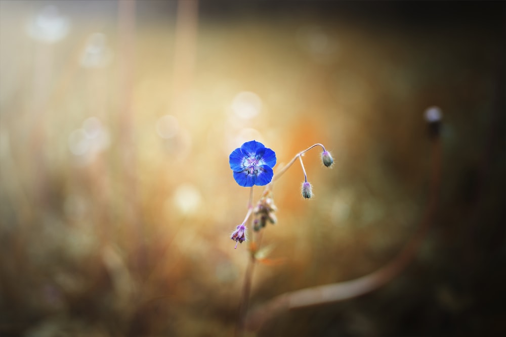 blue flower in tilt shift lens