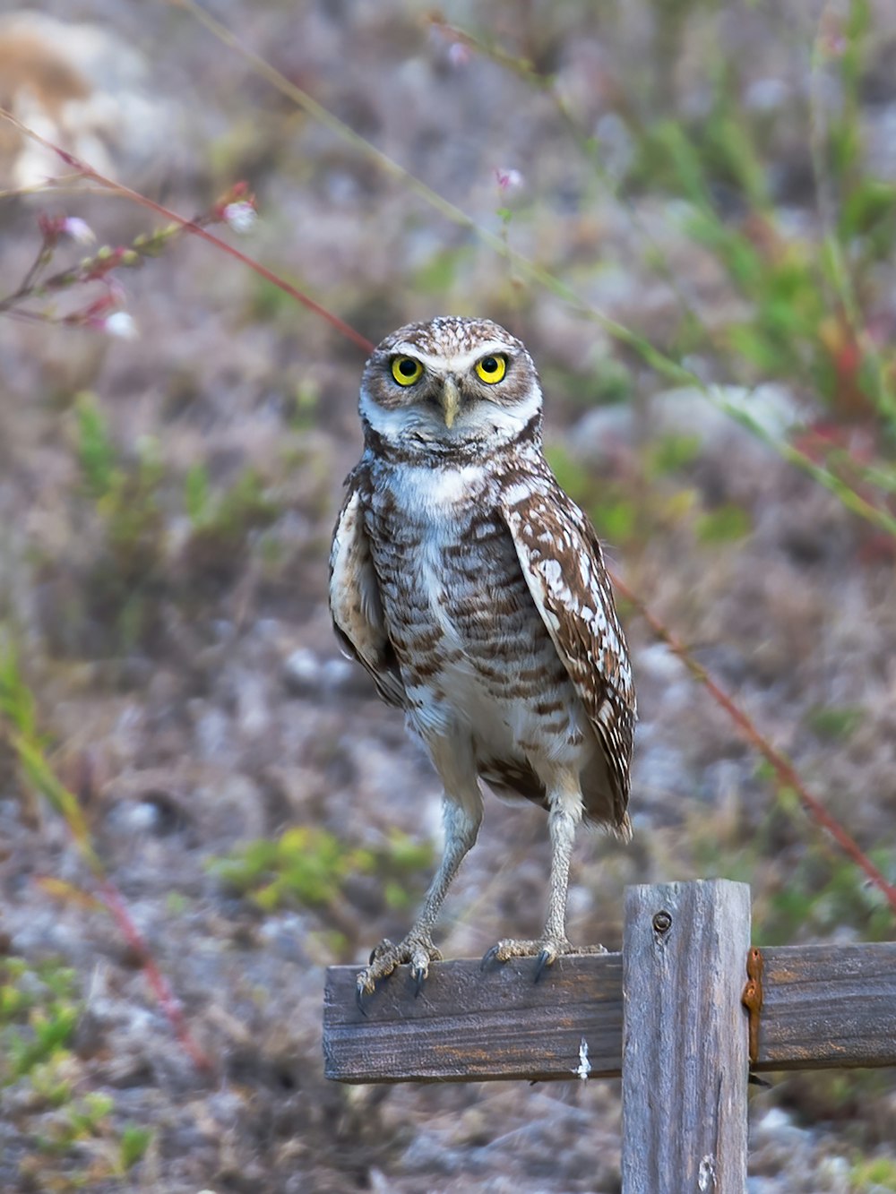 brown owl perched on brown wooden fence during daytime