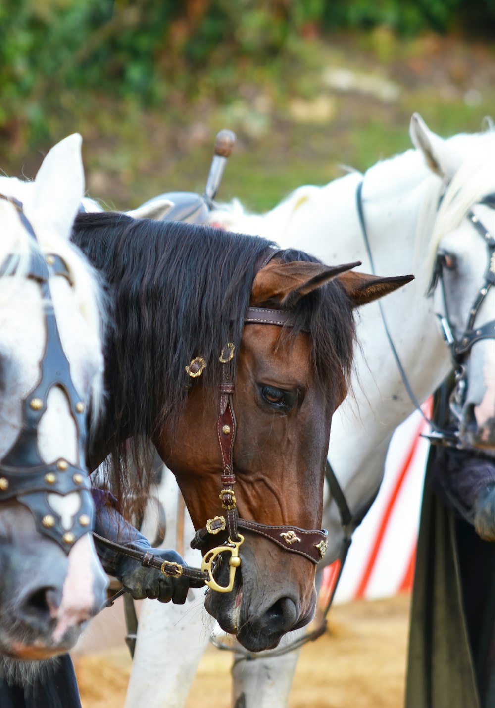 brown horse with black leather saddle