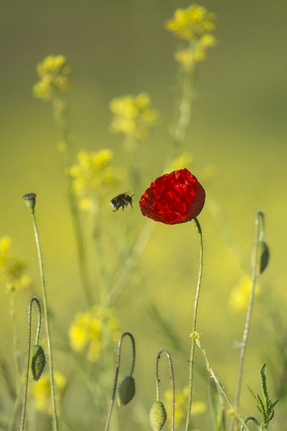 red flower in the middle of yellow flowers