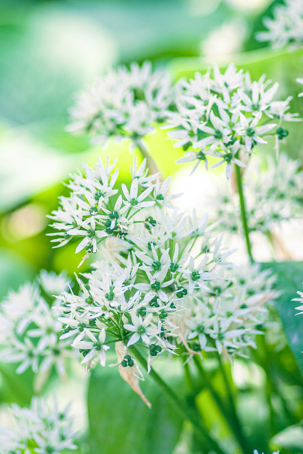 white flower in tilt shift lens