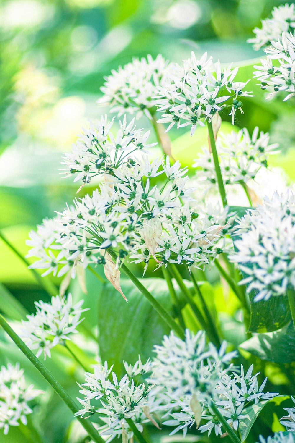 white flowers in tilt shift lens