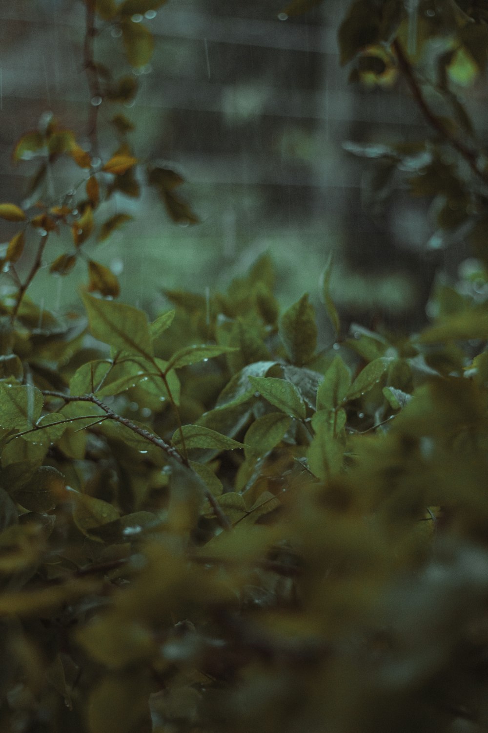 green leaves plant during daytime