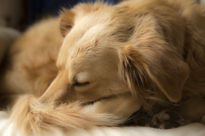A golden dog asleep, curled up with its nose tucked into its tail