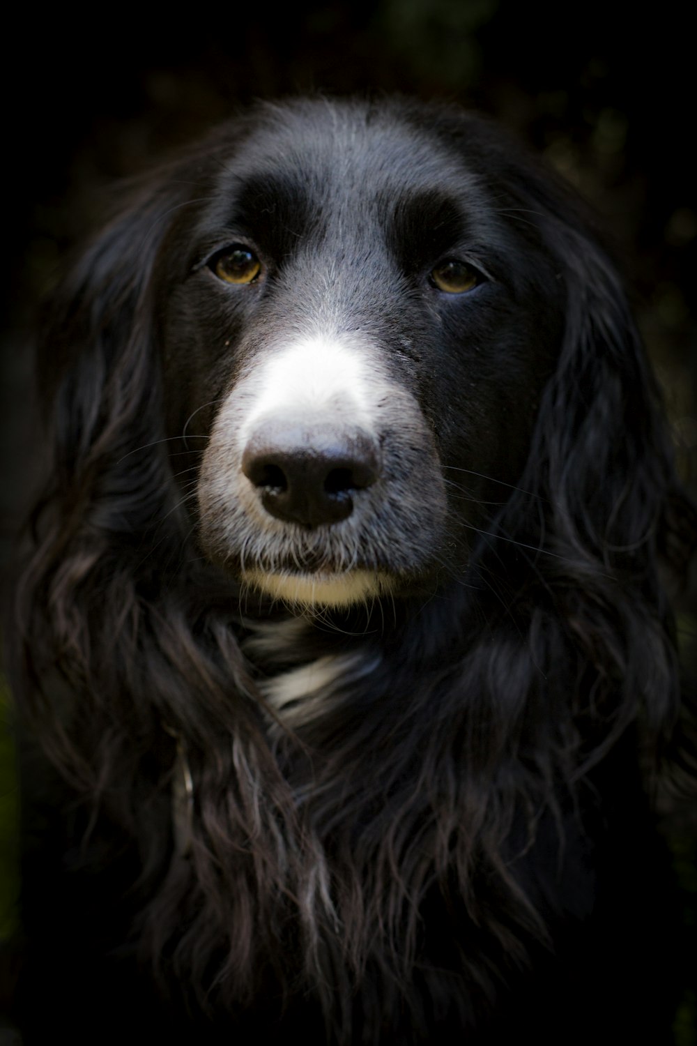 black and white border collie